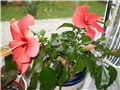 hibiskus